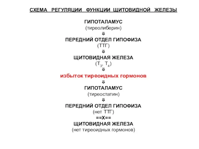 СХЕМА РЕГУЛЯЦИИ ФУНКЦИИ ЩИТОВИДНОЙ ЖЕЛЕЗЫ ГИПОТАЛАМУС (тиреолиберин) ⇓ ПЕРЕДНИЙ ОТДЕЛ ГИПОФИЗА