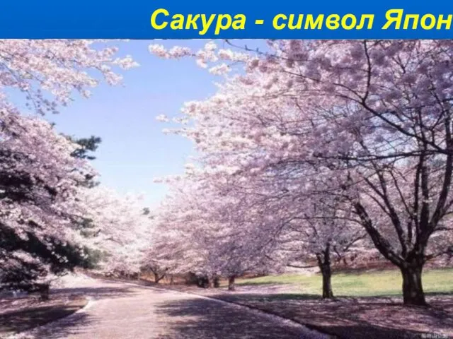 Сакура - символ Японії