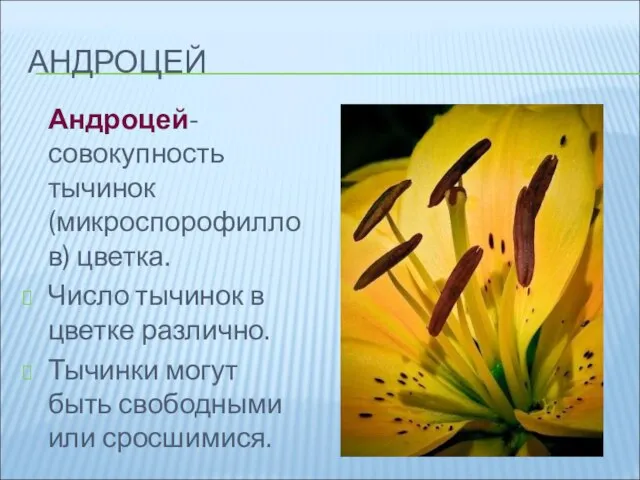АНДРОЦЕЙ Андроцей- совокупность тычинок (микроспорофиллов) цветка. Число тычинок в цветке различно.