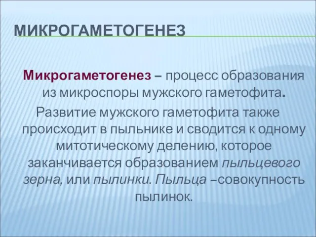 МИКРОГАМЕТОГЕНЕЗ Микрогаметогенез – процесс образования из микроспоры мужского гаметофита. Развитие мужского