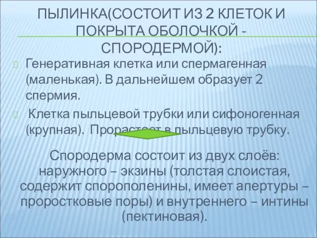 ПЫЛИНКА(СОСТОИТ ИЗ 2 КЛЕТОК И ПОКРЫТА ОБОЛОЧКОЙ - СПОРОДЕРМОЙ): Генеративная клетка