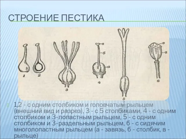 СТРОЕНИЕ ПЕСТИКА 1,2 - с одним столбиком и головчатым рыльцем (внешний