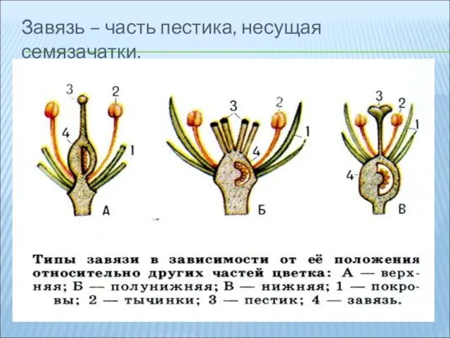 Завязь – часть пестика, несущая семязачатки.