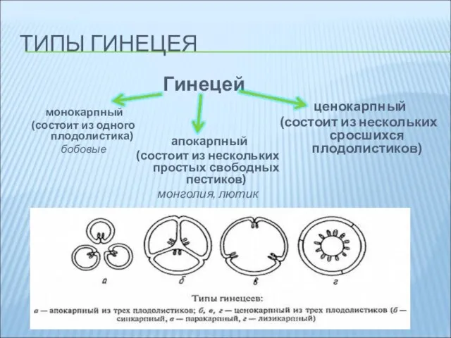 ТИПЫ ГИНЕЦЕЯ Гинецей монокарпный (состоит из одного плодолистика) бобовые апокарпный (состоит