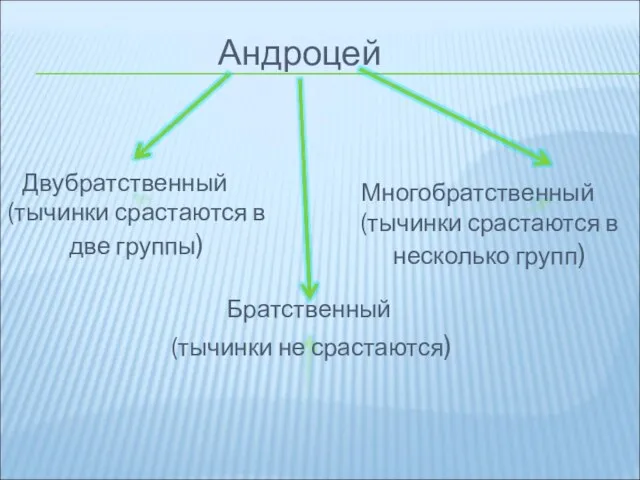 Андроцей Двубратственный (тычинки срастаются в две группы) Многобратственный (тычинки срастаются в