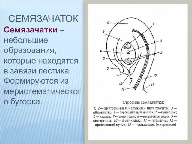 СЕМЯЗАЧАТОК Семязачатки – небольшие образования, которые находятся в завязи пестика. Формируются из меристематического бугорка.