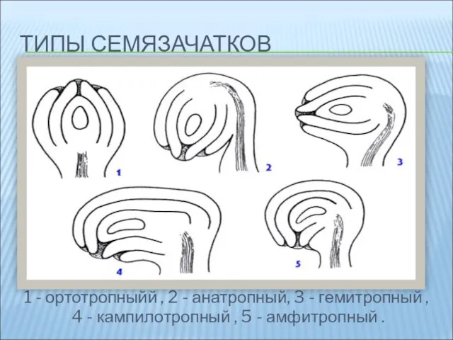 ТИПЫ СЕМЯЗАЧАТКОВ 1 - ортотропныйй , 2 - анатропный, 3 -