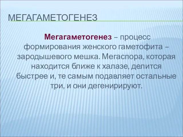 МЕГАГАМЕТОГЕНЕЗ Мегагаметогенез – процесс формирования женского гаметофита – зародышевого мешка. Мегаспора,