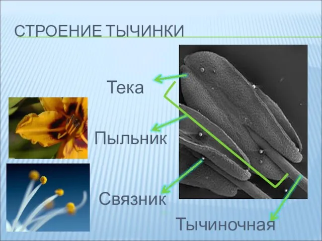 СТРОЕНИЕ ТЫЧИНКИ Пыльник Связник Тычиночная нить Тека