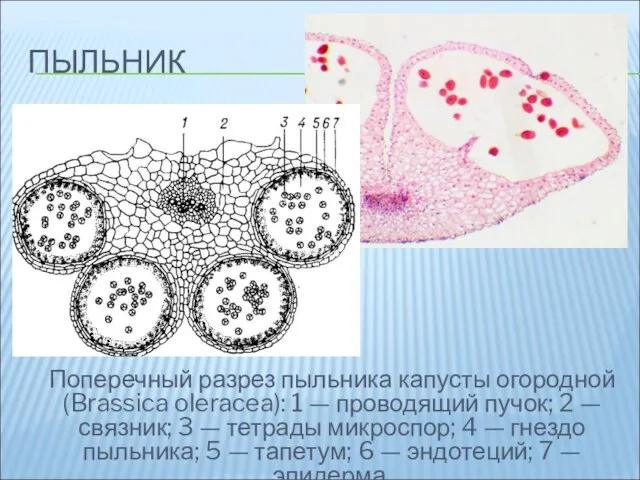 ПЫЛЬНИК Поперечный разрез пыльника капусты огородной (Brassica oleracea): 1 — проводящий