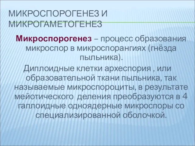 МИКРОСПОРОГЕНЕЗ И МИКРОГАМЕТОГЕНЕЗ Микроспорогенез – процесс образования микроспор в микроспорангиях (гнёзда