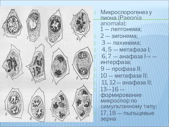 Микроспорогенез у пиона (Paeonia anomala): 1 — лептонема; 2 — зигонема;