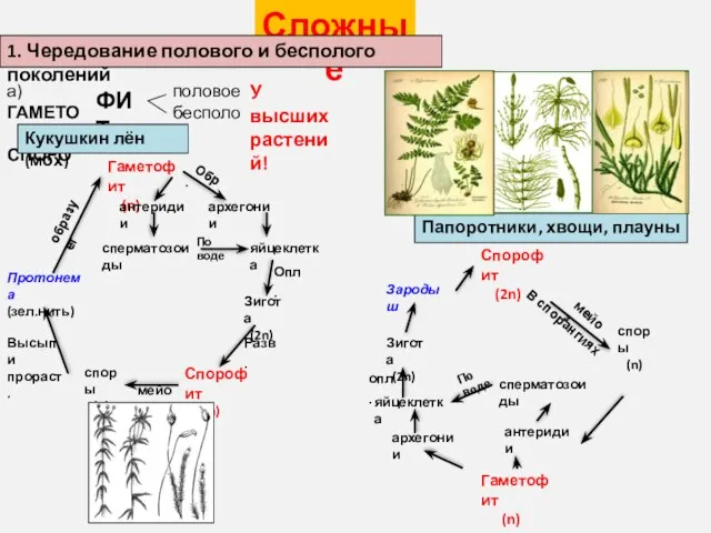 Сложные 1. Чередование полового и бесполого поколений У высших растений! а)