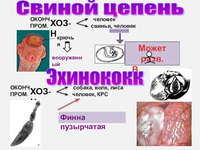 ОКОНЧ. человек ПРОМ. свинья, человек ХОЗ-Н Может разв. В . ОКОНЧ.