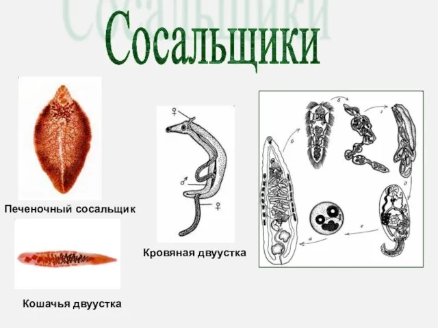 Сосальщики Печеночный сосальщик Кошачья двуустка Кровяная двуустка