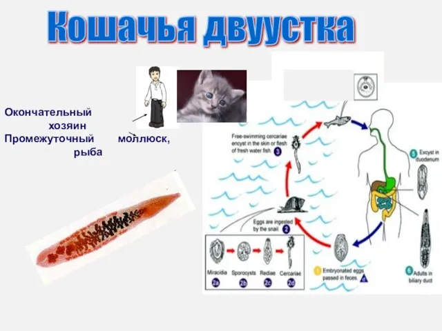 Кошачья двуустка Окончательный хозяин Промежуточный моллюск, рыба