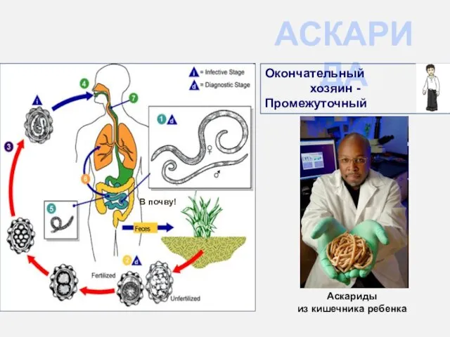 АСКАРИДА Окончательный хозяин - Промежуточный В почву!!! В почву! Аскариды из кишечника ребенка