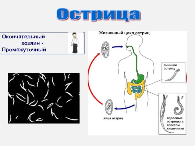 Острица Окончательный хозяин -Промежуточный