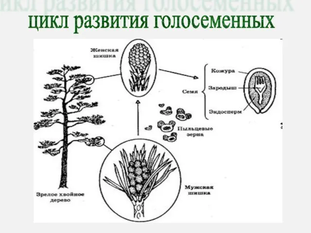 цикл развития голосеменных