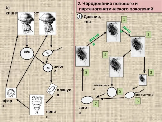 б) кишечнополостные Яйц. Сп. 2n зигота планула полип эфира 2. Чередование