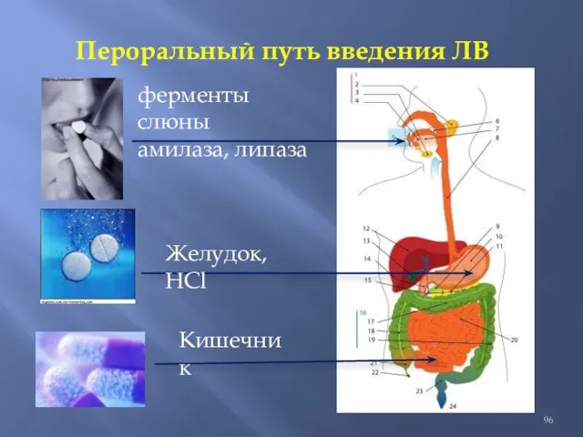 Пероральный путь введения ЛВ ферменты слюны амилаза, липаза Желудок, НСl Кишечник