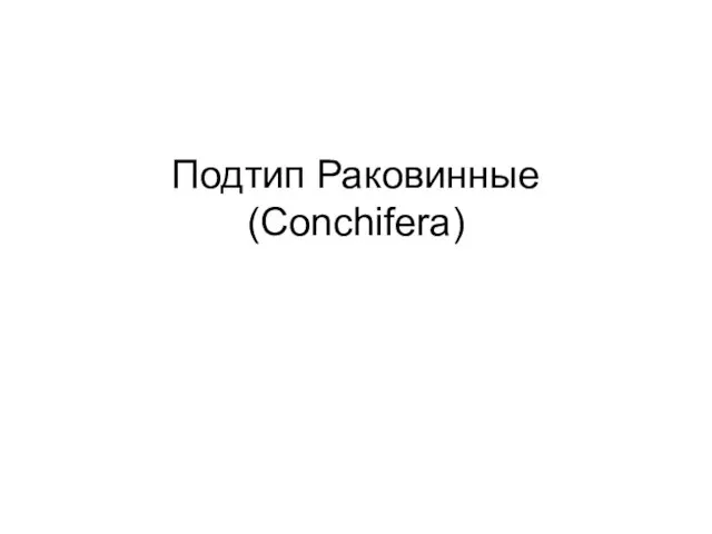 Подтип Раковинные (Conchifera)