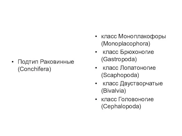 Подтип Раковинные (Conchifera) класс Моноплакофоры (Monoplacophora) класс Брюхоногие (Gastropoda) класс Лопатоногие