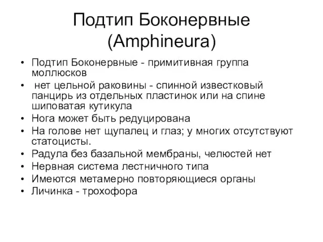 Подтип Боконервные (Amphineura) Подтип Боконервные - примитивная группа моллюсков нет цельной