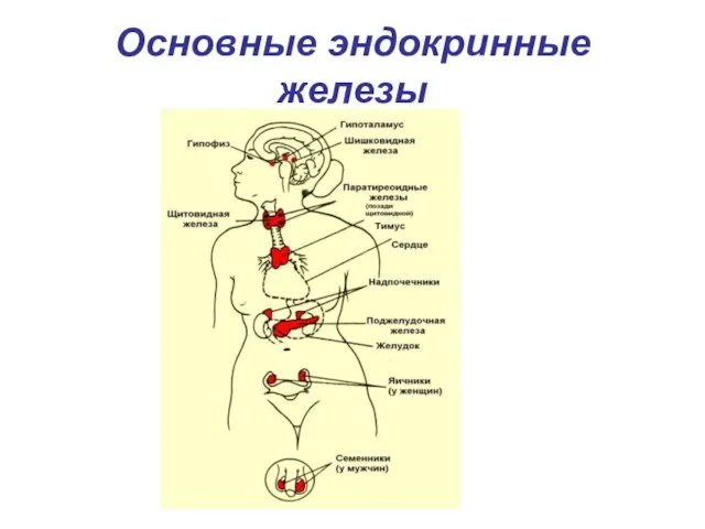 Основные эндокринные железы