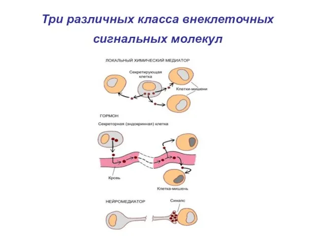 Три различных класса внеклеточных сигнальных молекул