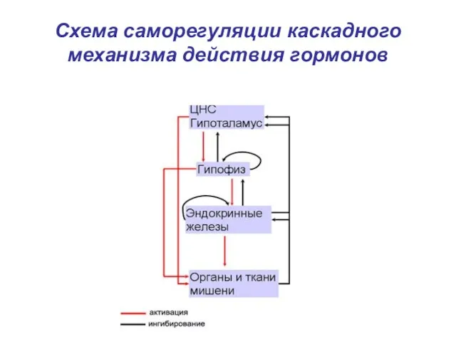 Схема саморегуляции каскадного механизма действия гормонов