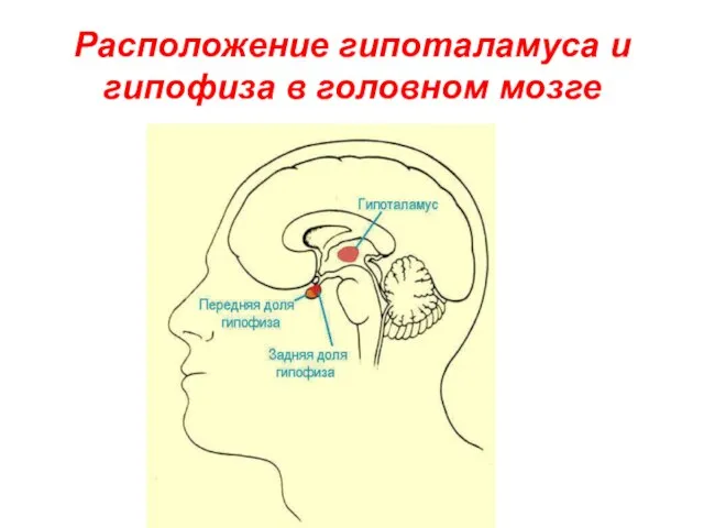 Расположение гипоталамуса и гипофиза в головном мозге