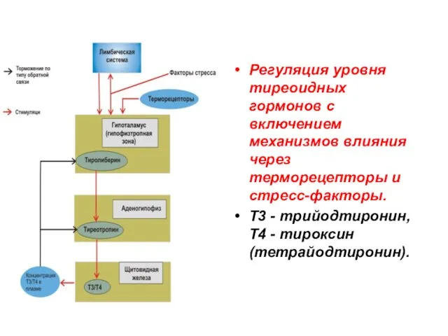 Регуляция уровня тиреоидных гормонов с включением механизмов влияния через терморецепторы и