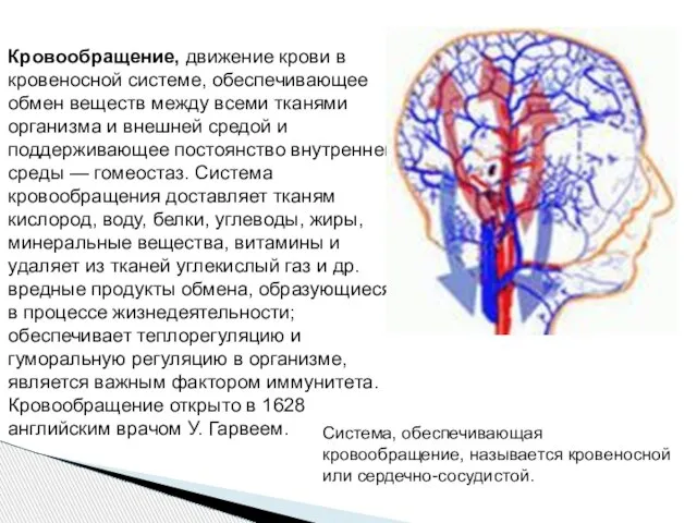 Кровообращение, движение крови в кровеносной системе, обеспечивающее обмен веществ между всеми