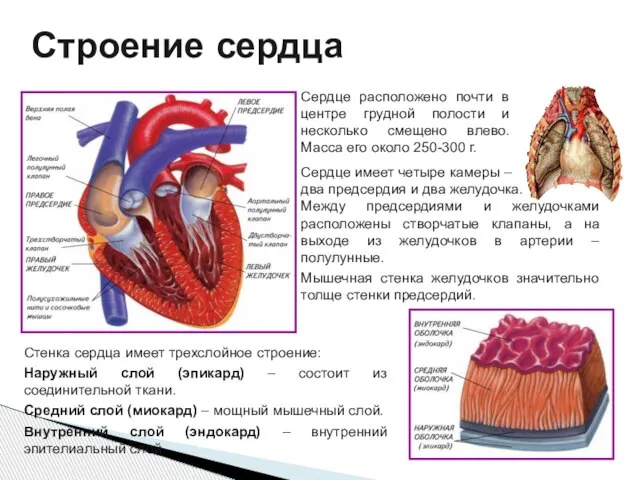 Строение сердца Сердце расположено почти в центре грудной полости и несколько