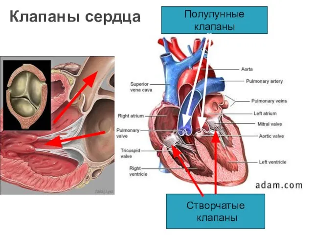 Клапаны сердца Створчатые клапаны Полулунные клапаны