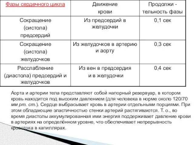 Аорта и артерии тела представляют собой напорный резервуар, в котором кровь