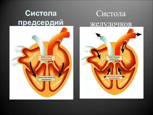 Систола предсердий Систола желудочков