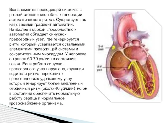 Все элементы проводящей системы в разной степени способны к генерации автоматического