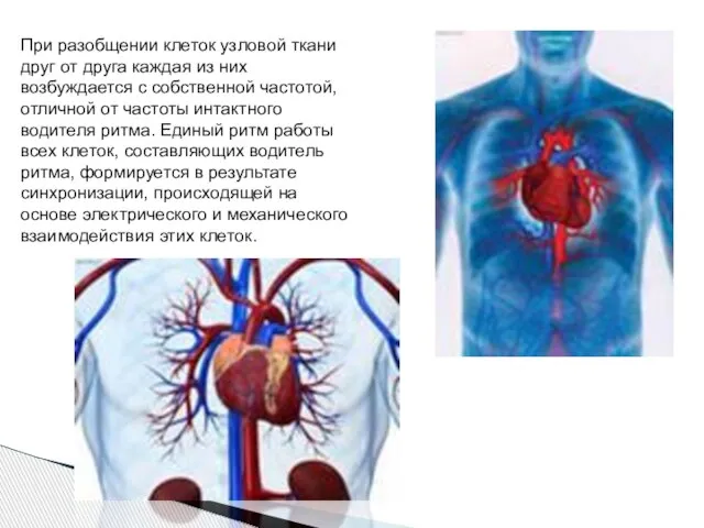 При разобщении клеток узловой ткани друг от друга каждая из них