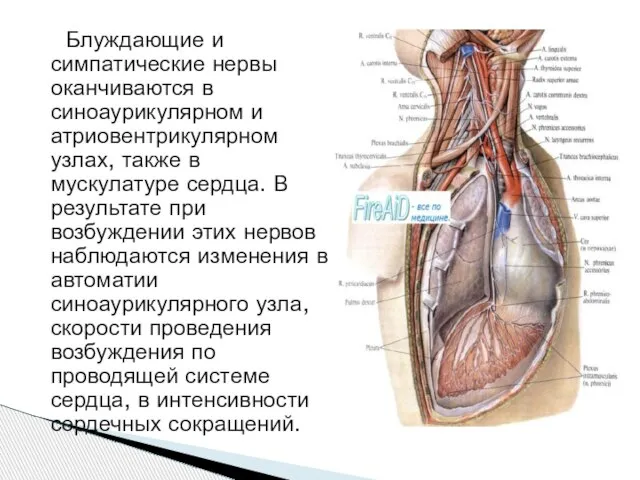 Блуждающие и симпатические нервы оканчиваются в синоаурикулярном и атриовентрикулярном узлах, также