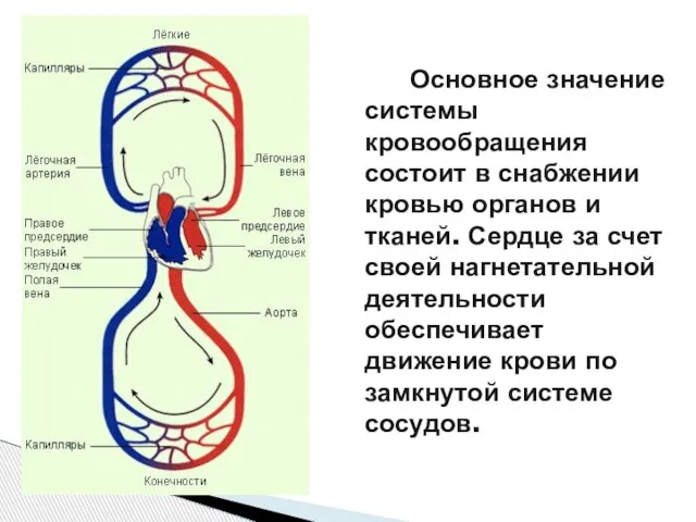 Основное значение системы кровообращения состоит в снабжении кровью органов и тканей.