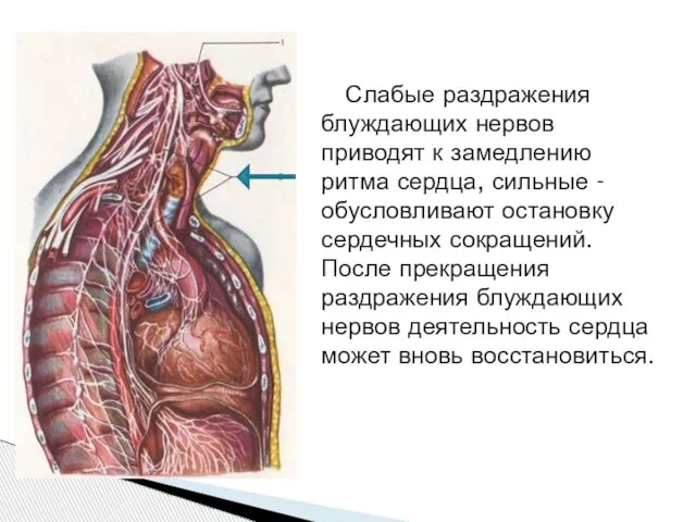 Слабые раздражения блуждающих нервов приводят к замедлению ритма сердца, сильные -