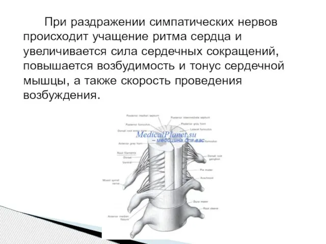 При раздражении симпатических нервов происходит учащение ритма сердца и увеличивается сила