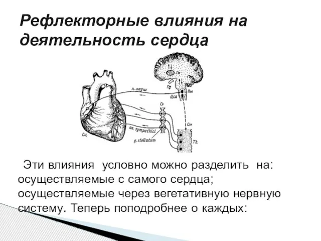 Рефлекторные влияния на деятельность сердца Эти влияния условно можно разделить на: