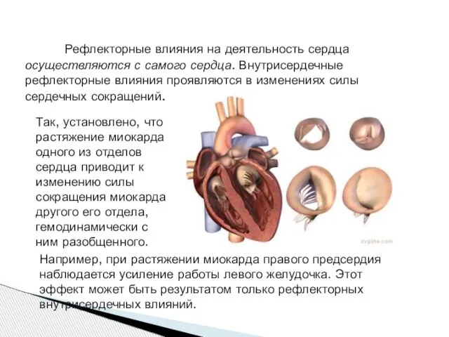 Рефлекторные влияния на деятельность сердца осуществляются с самого сердца. Внутрисердечные рефлекторные