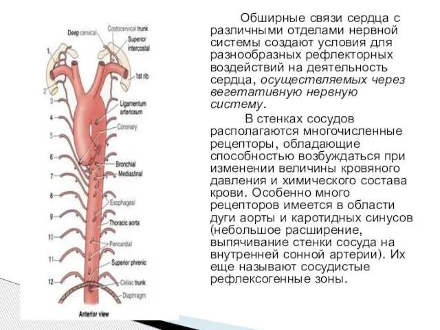 Обширные связи сердца с различными отделами нервной системы создают условия для