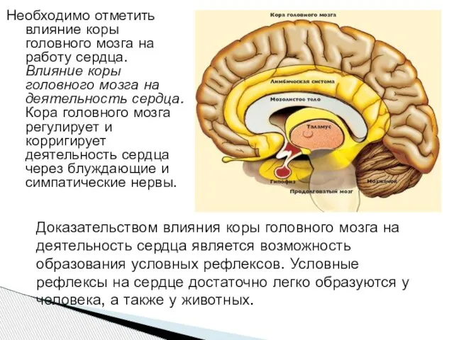 Необходимо отметить влияние коры головного мозга на работу сердца. Влияние коры