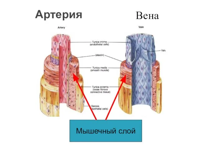 Артерия Вена Мышечный слой