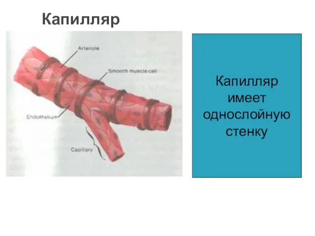 Капилляр Капилляр имеет однослойную стенку